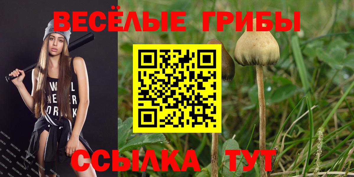 Галлюциногенные грибы Psilocybine cubensis Куйбышев